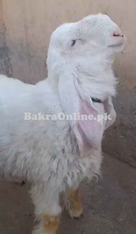 قربانی کے لئے کھلا برائے فروخت