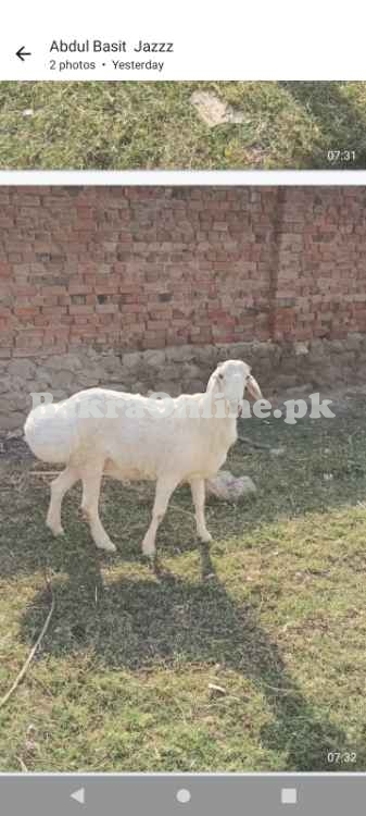 White Healthy, beautiful sheep for sale