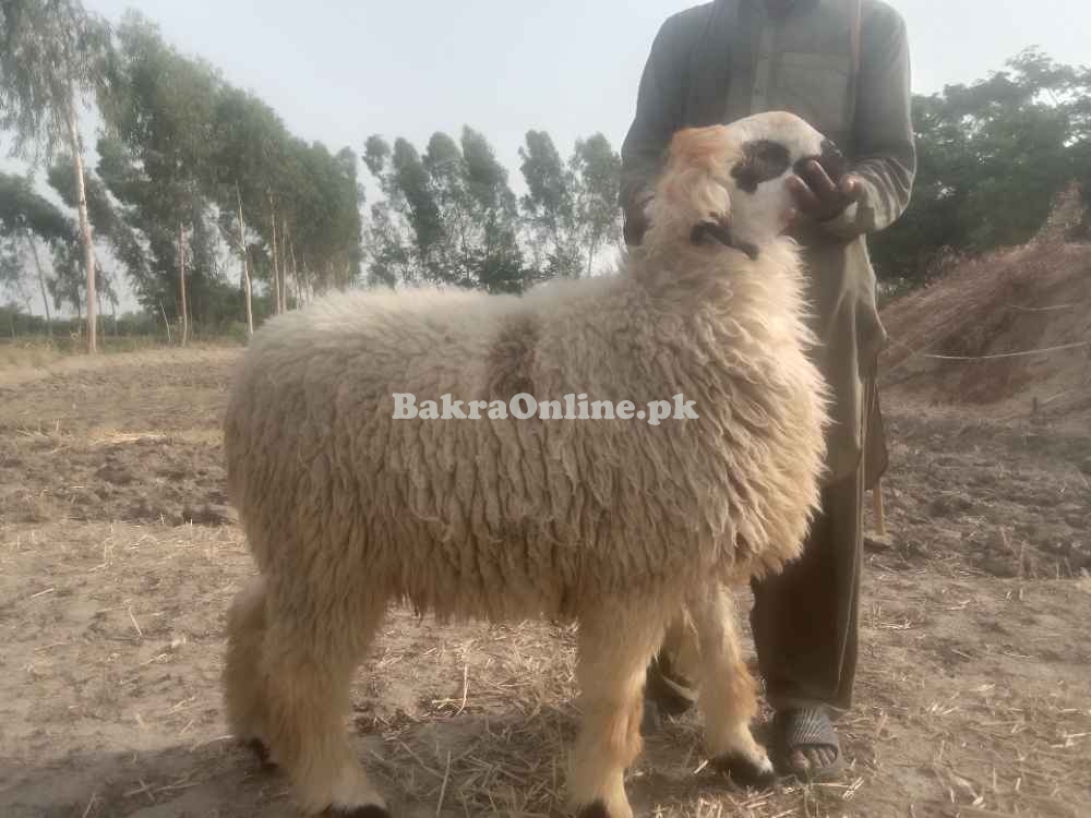 Qurbani ka chatra 2025