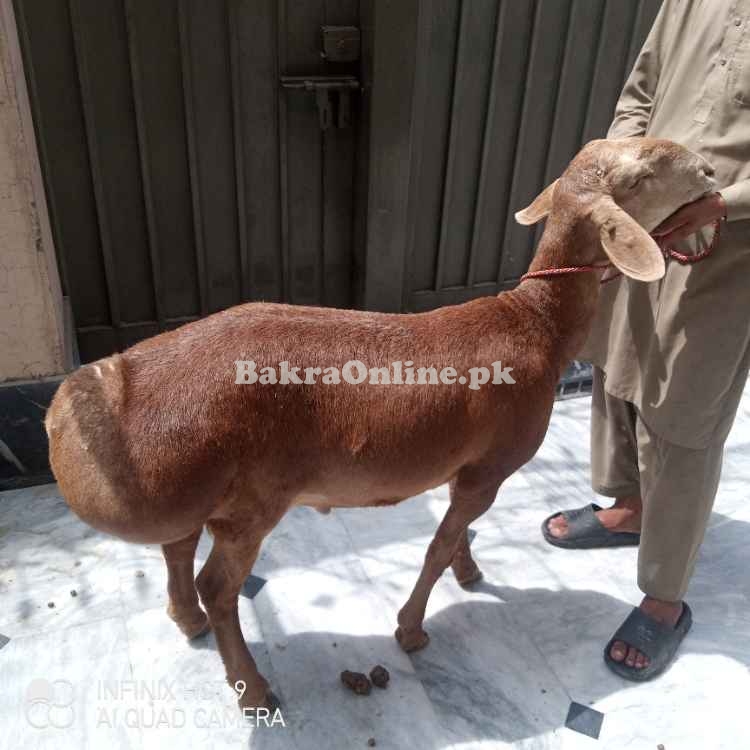 Dumba turkey for sale