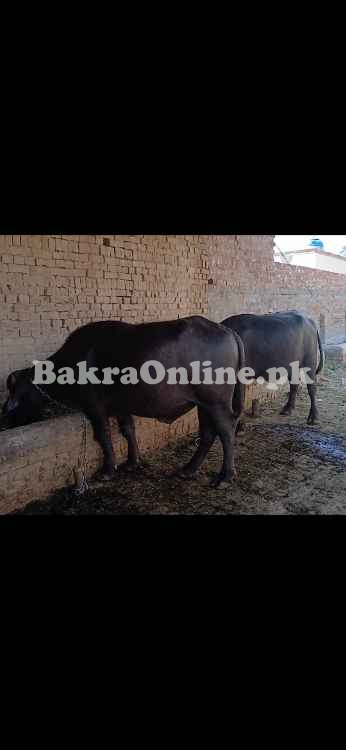 Buffalo for sale
