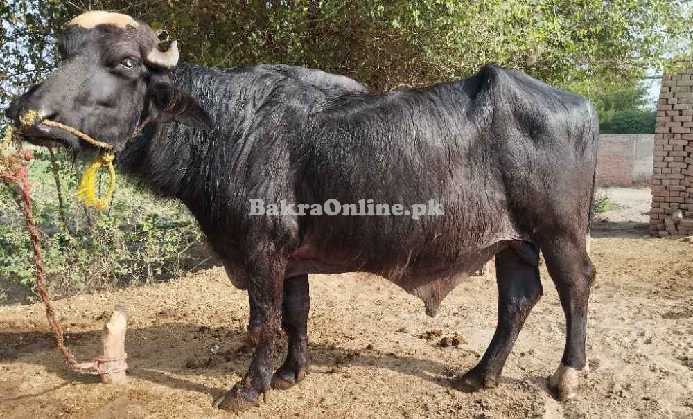 katta for saele
