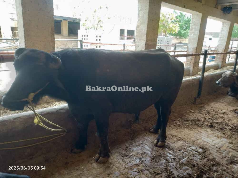 قربانی کے لیے کٹا ماشاءاللہ جس کا وزن اٹھ سے دس من ہے