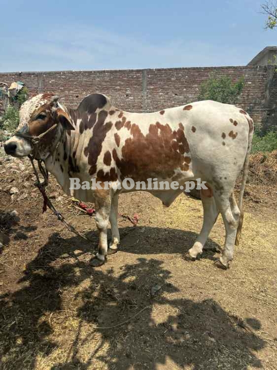 Qurbani donda janwar 5 mun weight