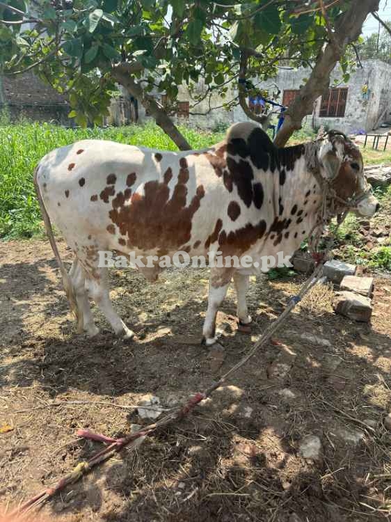 Qurbani donda janwar 5 mun weight