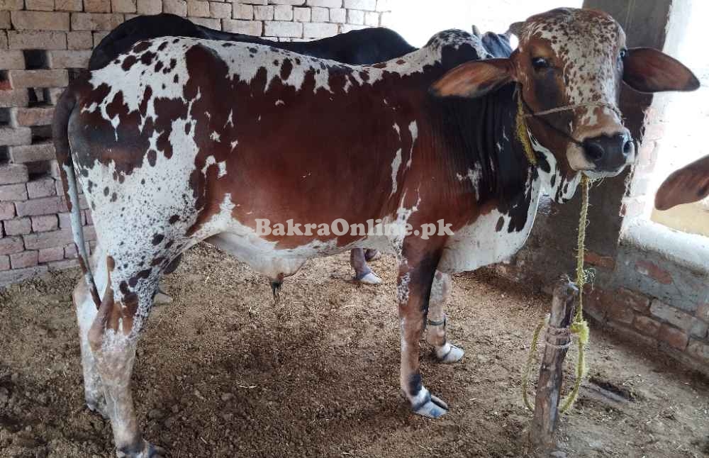 Bull ,bachra qurbani