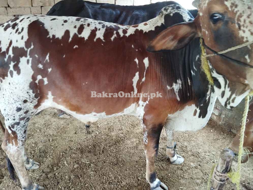 Bull ,bachra qurbani