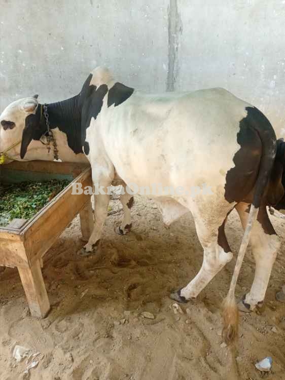 cow for sale in karachi