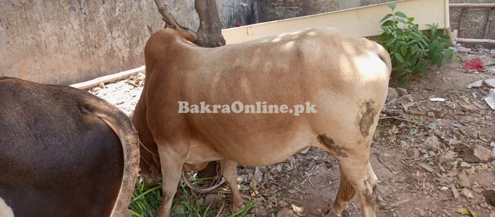 Qurbani Wehra/Bull for Sale