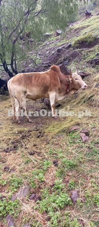 Qurbani Wehra/Bull for Sale