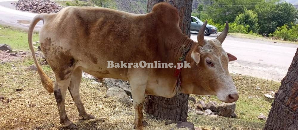Qurbani Wehra/Bull for Sale