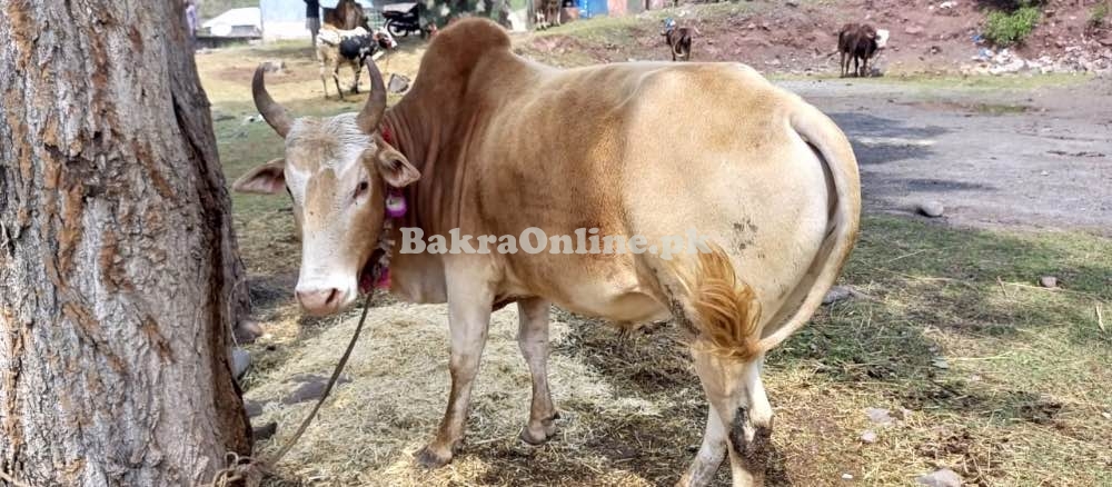 Qurbani Wehra/Bull for Sale