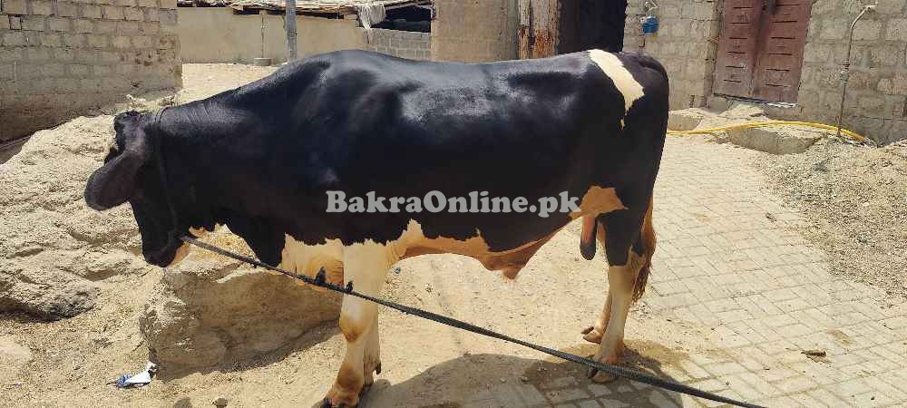 Astrelean Bull For Sale
