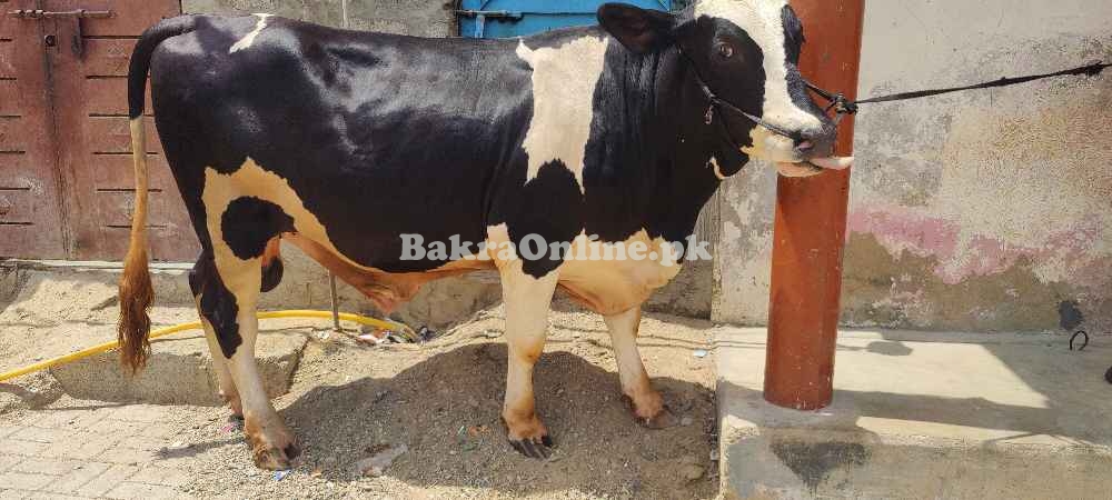 Astrelean Bull For Sale