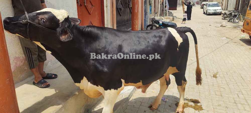 Astrelean Bull For Sale