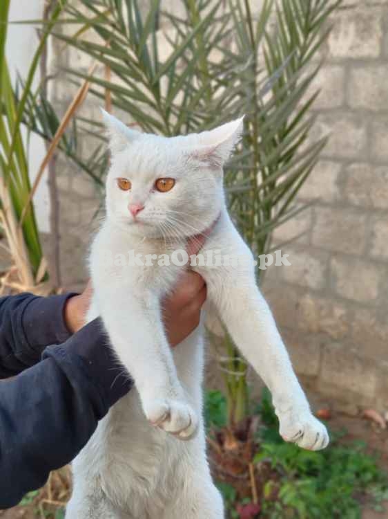 *Adorable Persian Cats for Sale!*