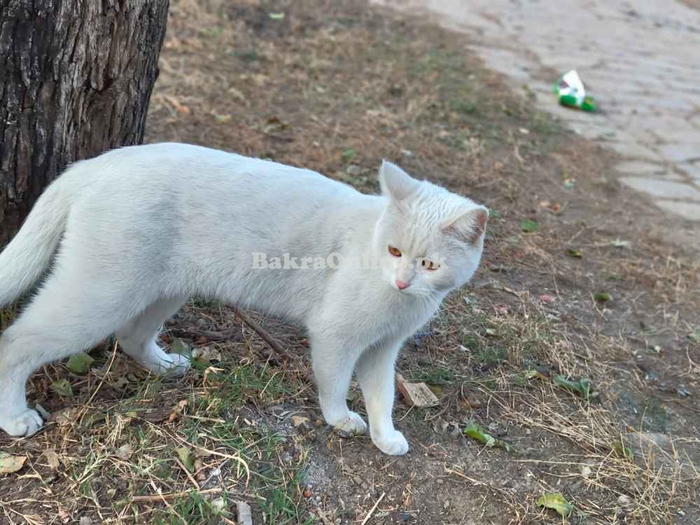 *Adorable Persian Cats for Sale!*