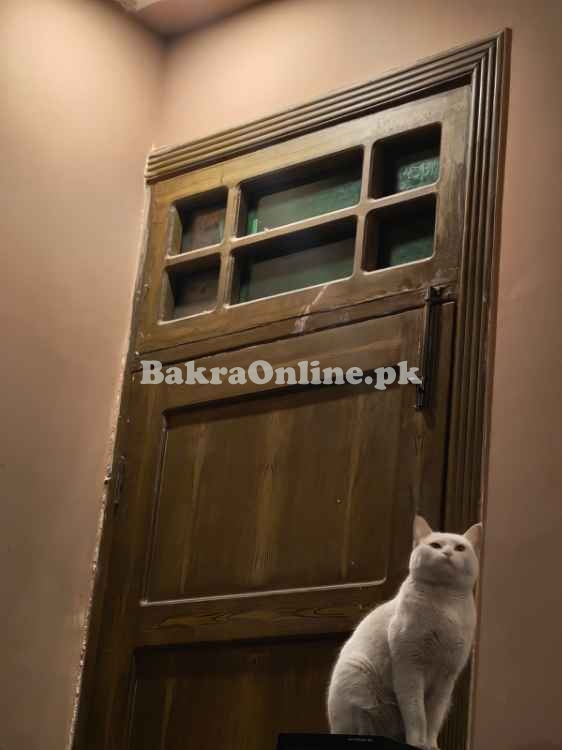 *Adorable Persian Cats for Sale!*