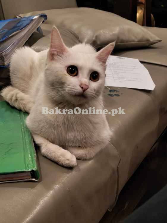 *Adorable Persian Cats for Sale!*