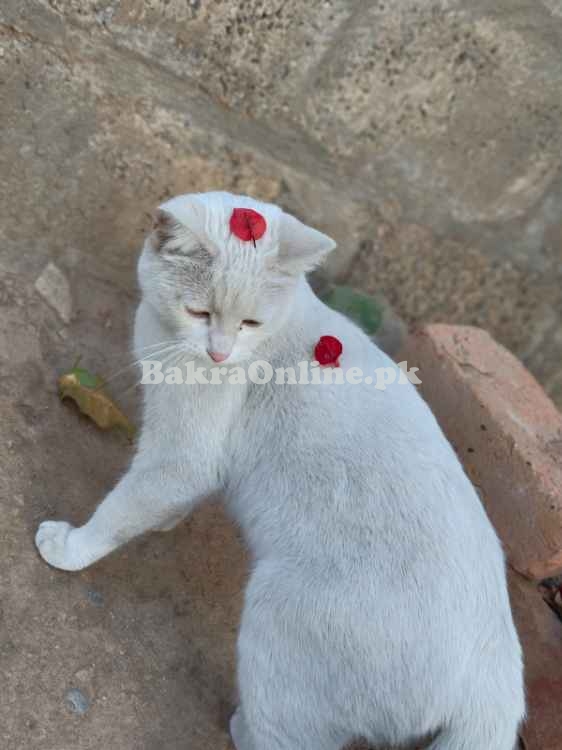 *Adorable Persian Cats for Sale!*