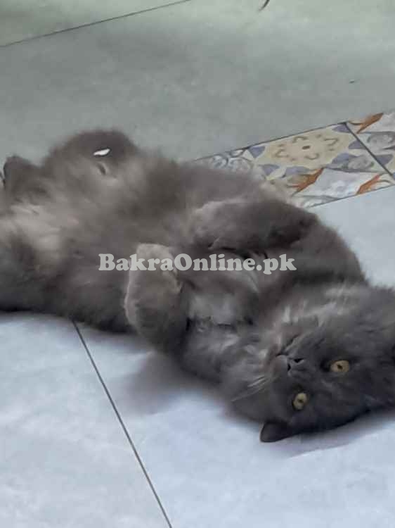 Persian Male Cat