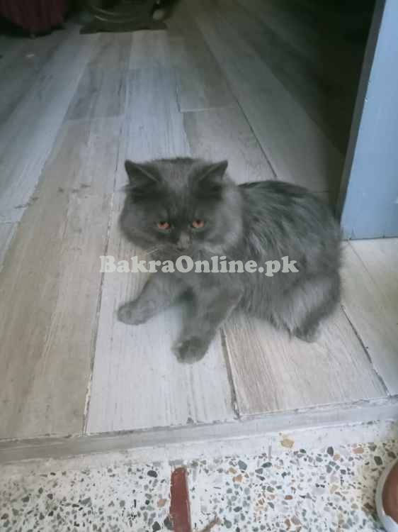Persian Male Cat