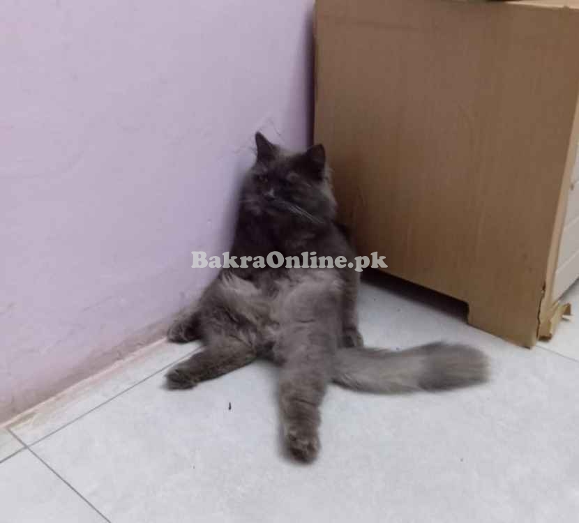 Persian Male Cat