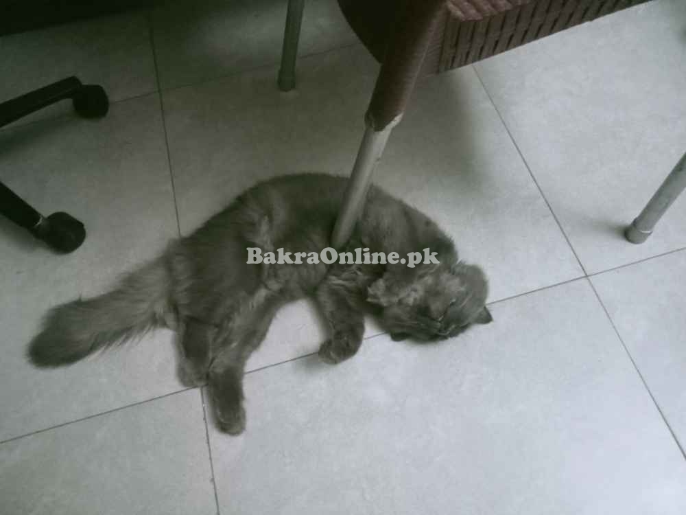 Persian Male Cat