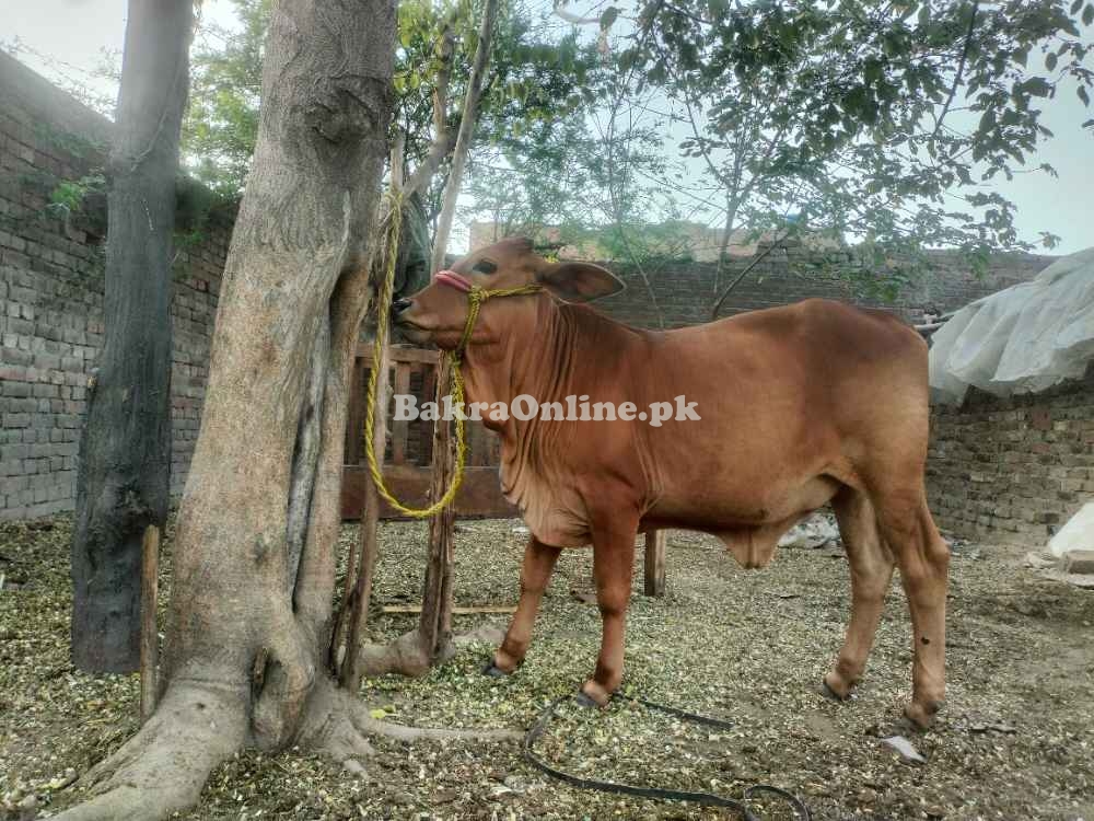 Sahiwal breed for sale khiri hai active and healthy see in picture