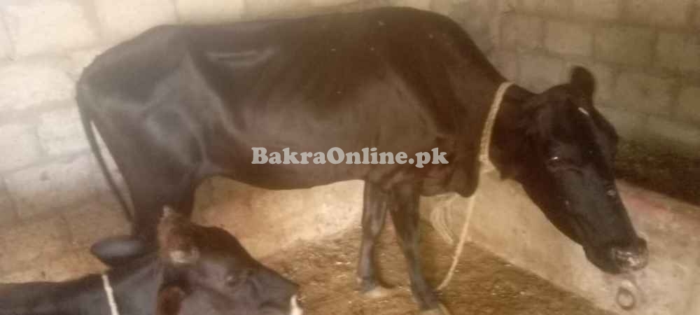 Cows for sale in Pull 111 Sargodha