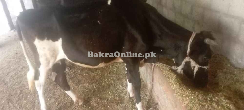 Cows for sale in Pull 111 Sargodha