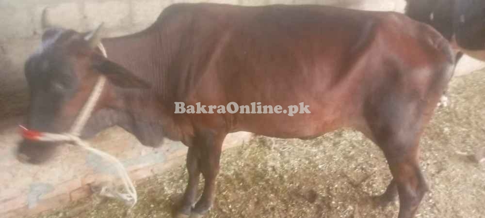 Cows for sale in Pull 111 Sargodha