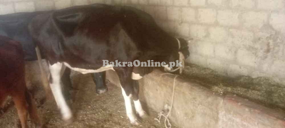 Cows for sale in Pull 111 Sargodha
