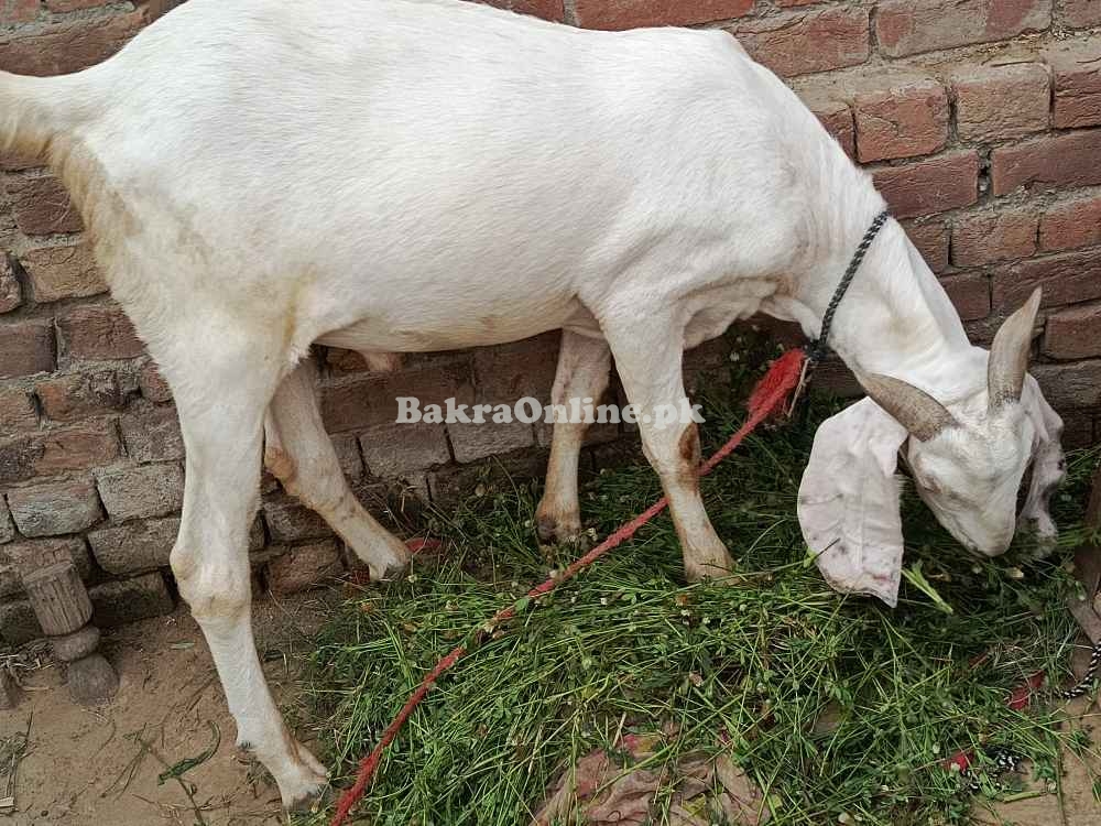 Rajanpuri, bakra Qurbani, Healthy Bakra on best price