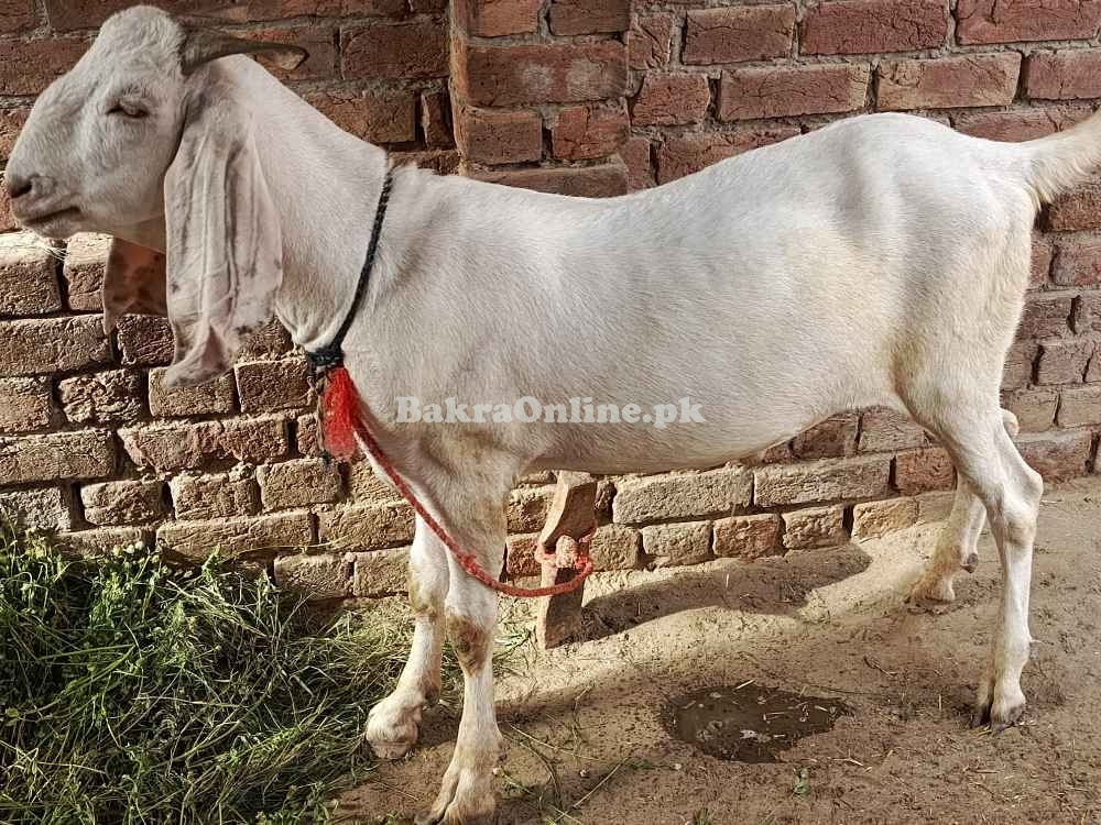 Rajanpuri, bakra Qurbani, Healthy Bakra on best price