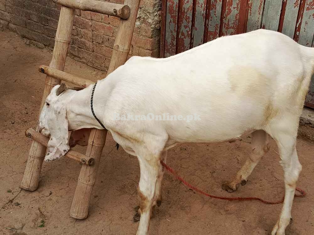 Rajanpuri, bakra Qurbani, Healthy Bakra on best price