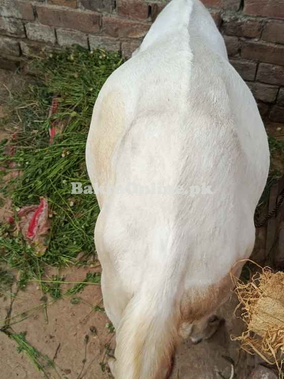 Rajanpuri, bakra Qurbani, Healthy Bakra on best price