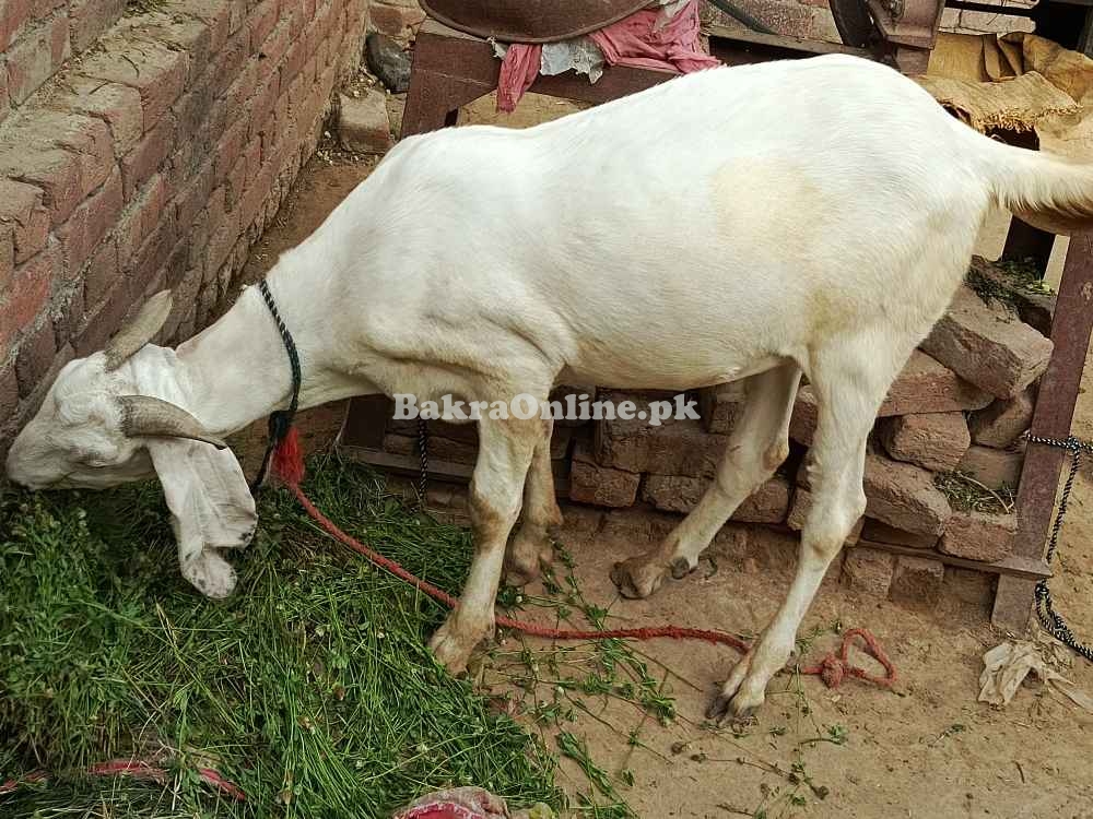 Rajanpuri, bakra Qurbani, Healthy Bakra on best price