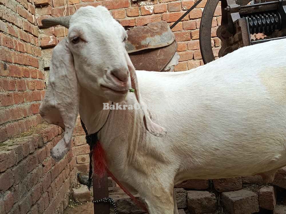 Rajanpuri, bakra Qurbani, Healthy Bakra on best price