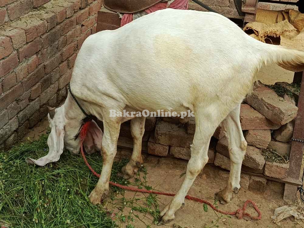 Rajanpuri, bakra Qurbani, Healthy Bakra on best price