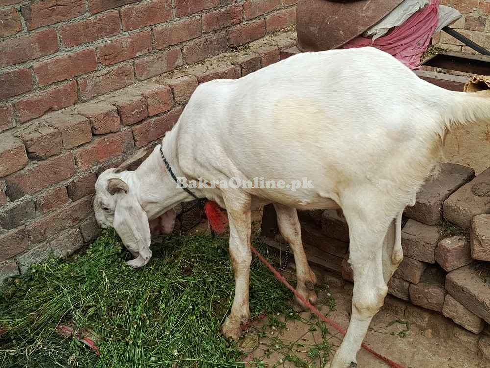 Rajanpuri, bakra Qurbani, Healthy Bakra on best price