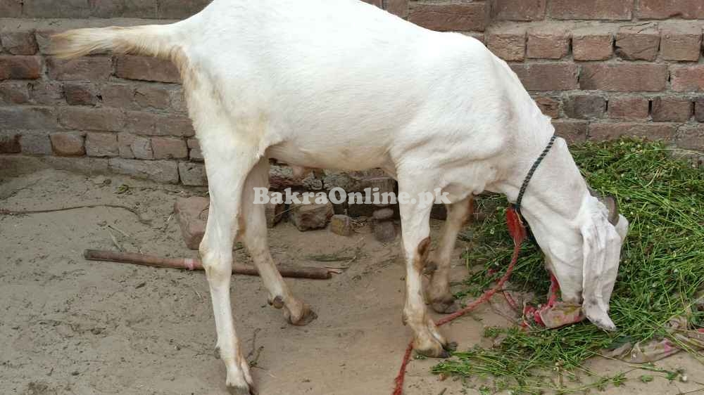 Rajanpuri, bakra Qurbani, Healthy Bakra on best price