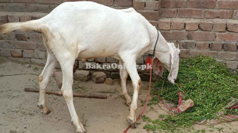 Rajanpuri, bakra Qurbani, Healthy Bakra on best price