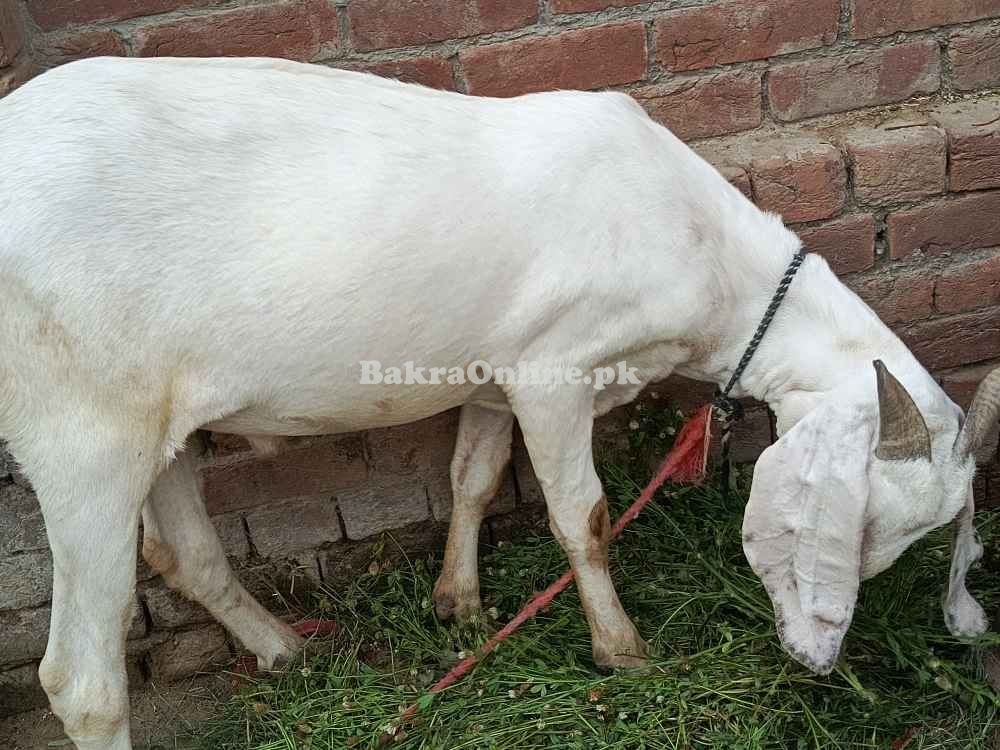 Rajanpuri, bakra Qurbani, Healthy Bakra on best price