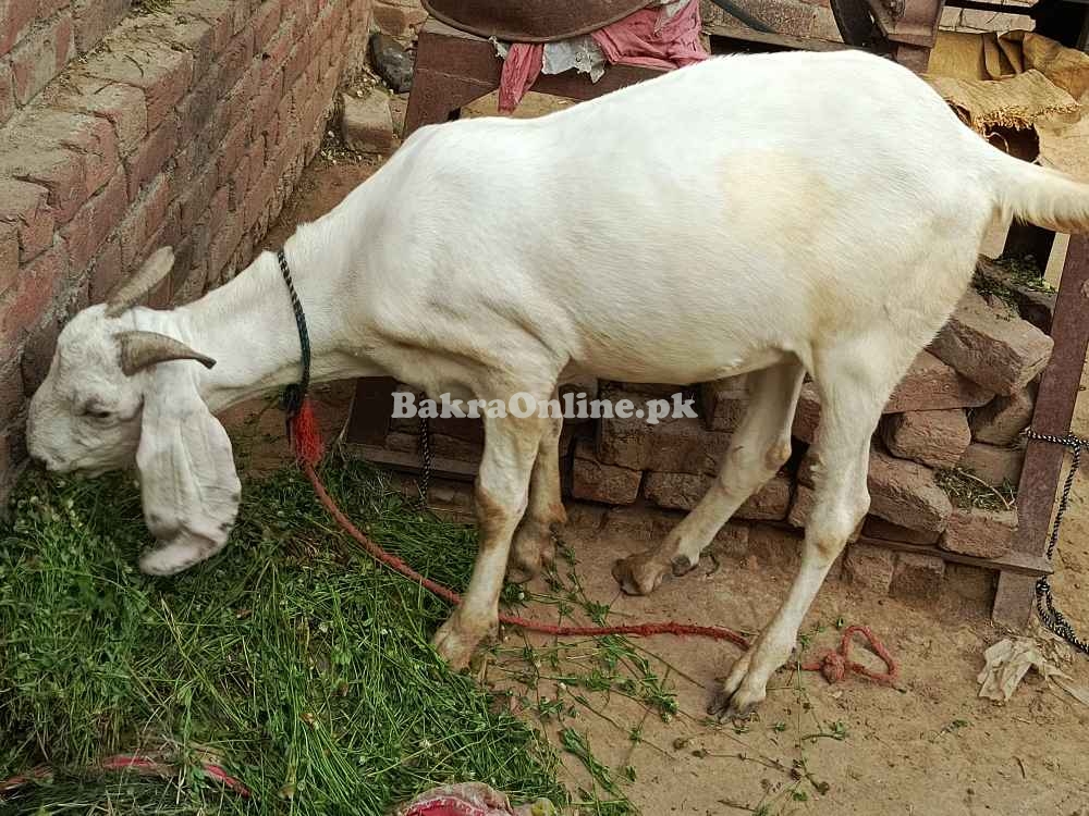 Rajanpuri, bakra Qurbani, Healthy Bakra on best price