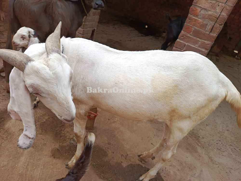 Rajanpuri, bakra Qurbani, Healthy Bakra on best price