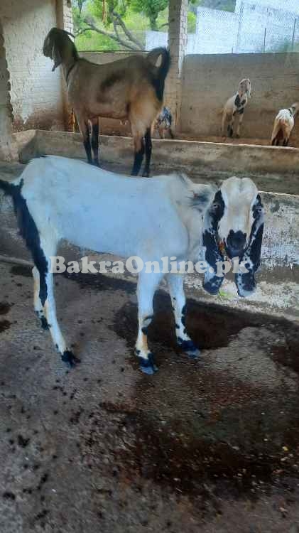 Bakray for sale Eid 2025