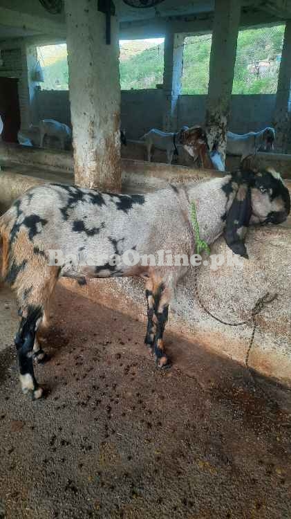 Bakray for sale Eid 2025