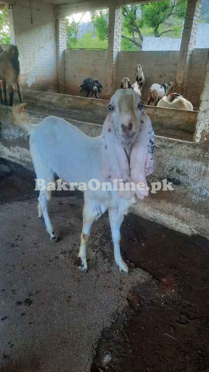 Bakray for sale Eid 2025