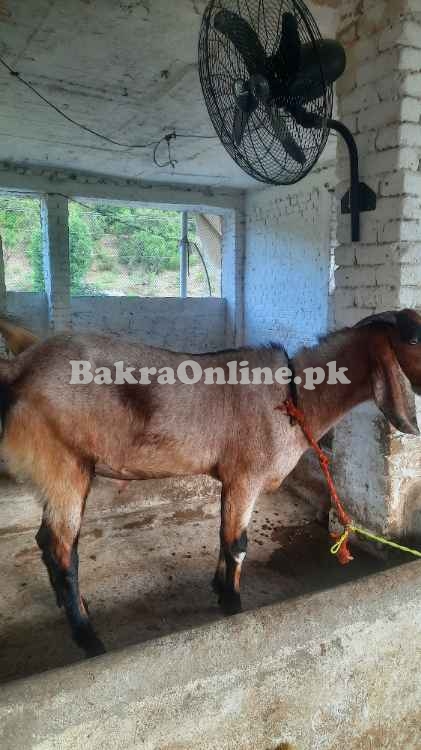 Bakray for sale Eid 2025